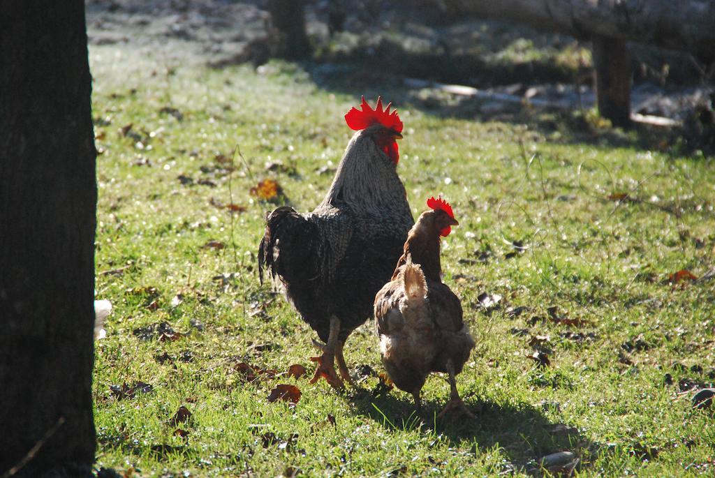 Farm Stay Rotovnik - Plesnik Slovenj Gradec Exteriör bild