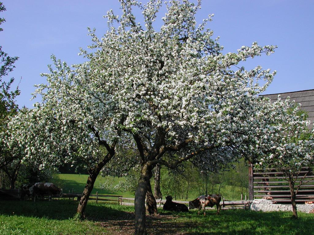 Farm Stay Rotovnik - Plesnik Slovenj Gradec Exteriör bild